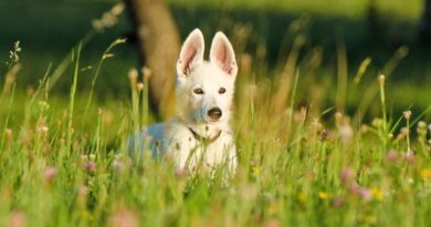 Urlaub mit Hund in Slowenien