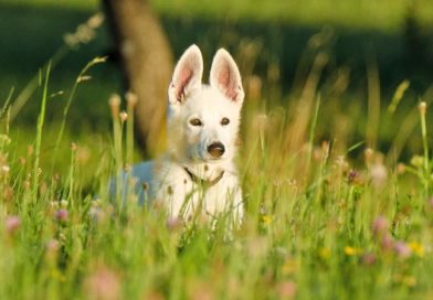 Urlaub mit Hund in Slowenien